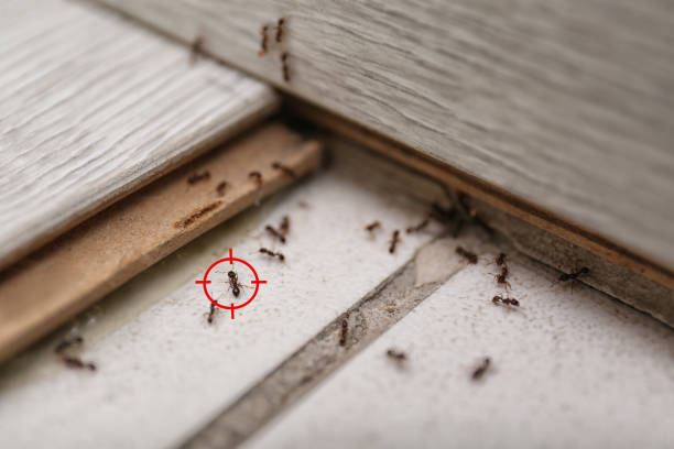 Best Affordable Pest Control Services  in New Richmond, OH