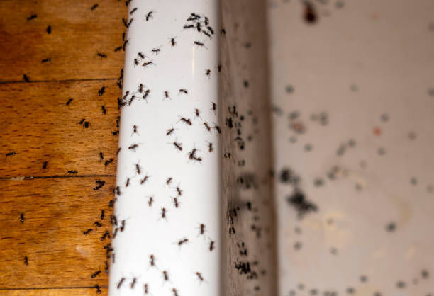 Best Emergency Pest Control  in New Richmond, OH