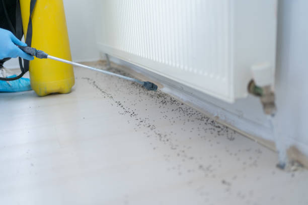 Best Affordable Pest Control Services  in New Richmond, OH