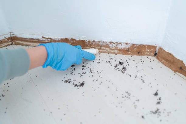 Best Local Pest Control Services  in New Richmond, OH
